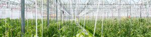 Aides reprise entreprise Agriculture 